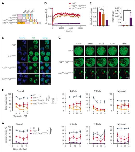 Aberrant phase transition of FUS impairs HSCs. (A) This schematic diagram shows the components of each FUS variants, including FUSΔRGG123, FLL2PLD-FUSΔRGG123, and ELF3PLD-FUSΔRGG123. (B-C) Freshly isolated 105 LSK cells from 2-month-old young WT mice were infected by lentivirus carrying FUSFL, FUSΔRGG123, FLL2PLD-FUSΔRGG123, ELF3PLD-FUSΔRGG123, and 3 days later, GFP+ cells were purified and treated with 0.5 mM ARS. (B) These representative images show the FUS condensates in the nucleoplasm of indicated groups upon 0.5 mM ARS treatment for 4 hours, Scale bar represents 5 μm. (C) Representative FRAP images show the fluorescence recovery of FUS condensates in the nucleoplasm of the indicated groups in response to 0.5 mM ARS treatment for 4 hours. Scale bar represents 1 μm. (D) The line plot shows the recovery rate of FUS condensates in panel C at indicated time points. N = 9-32 condensates per group. (E) The histograms depict the mobile fraction and T-half of FRAP assay of panel C. Data are shown as mean ± SEM. (F-G) These line plots depict the percentage of donor-derived cells (overall, B cell, T cell, myeloid cell) in the peripheral blood of the recipients at the indicated time points. Freshly isolated 105 LSK cells from 2-month-old young WT mice were infected by lentivirus carrying FUS and indicated FUS variants. Three days later, 2000 GFP+Sca-1+CD48– cells were purified and transplanted into lethally irradiated recipients (CD45.2) together with 3.5 × 105 competitor cells (CD45.1). Chimera in peripheral blood was evaluated every 4 weeks until the 16th week. N = 5-6 (F) and N = 6-9 (G) recipients per group, data are shown as mean ± SEM.