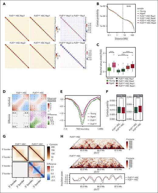 FUShigh HSCs exhibit global chromatin reorganization. (A) Heatmaps showing the normalized Hi-C interaction frequencies of the whole genome (1 Mb bin) of FUSlow and FUShigh HSCs (CD34–LSK) from young (2-4 months old) Fus-gfp mice (2 biological replicates for each group) (left) and differential interactions between them (right). (B) The decaying curve shows the genome-wide contact probability for interactions within individual chromosomes by genomic distance. The dotted line represents 6 Mb. (C) The boxplot showing the ratio of proximal and distal contacts (PvD) for young, aged, FUSlow, and FUShigh HSCs. (D) Saddle plots of Hi-C data binned at 100 kb resolution showing the compartmental interactions for FUSlow HSCs (top left) and FUShigh HSCs (top right), and the differential interactions between them (bottom right). The differentially interacting compartments are marked by the dashed lines. (E) These curves show the insulation score around TAD boundaries in young, aged, FUSlow, and FUShigh HSCs (±1 Mb). (F) These boxplots show the contact probability of intra-TAD and inter-TAD interactions for FUSlow and FUShigh HSCs. (G) Aggregation analysis for TADs showing the interactions for FUSlow (top left) and FUShigh HSCs (top right) and differential interactions between them (bottom right), wherein blue denotes loss of interactions and red denotes gain of interactions in FUShigh HSCs. (H) Example of TAD fusion and insulation score distribution for chromosome 17 (84-88 Mb) in FUSlow and FUShigh HSCs.