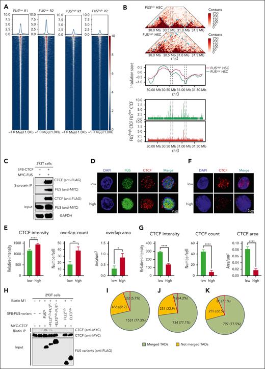 Aberrant FUS condensates limit the binding of CCCTC-binding factor with chromatin. (A) Heatmaps showing the CCCTC-binding factor (CTCF) peaks around the CTCF motif in FUSlow and FUShigh LSK cells (±1 kb). Freshly isolated 5 × 104 LSK from young (2-4 months) Fus-gfp mice are subjected to a CTCF CUT&Tag assay. (B) Representative example showing the merged TAD, insulation score, and CTCF peaks at chr3: 30-31.5 Mb of FUSlow and FUShigh HSCs. (C) Representative western blot showing the interaction of FUS and CTCF. HEK293T cells were cotransfected with plasmids encoding SFB-tagged FUS and Myc-tagged CTCF. Lysates were subjected to immunoprecipitation by using anti-S-protein agarose beads for 3 hours. Input and copurified proteins were blotted by probing with corresponding antibodies. (D) Representative images showing the immunofluorescence staining of CTCF (red) in FUSlow and FUShigh LSK cells from a 2-month-old Fus-gfp mouse. DAPI (blue) was used for nuclei counterstaining. Scale bar represents 2 μm. (E) These histograms depict the CTCF intensity, overlap count, and overlap area between FUS and CTCF in FUSlow and FUShigh LSK cells. Data are shown as mean ± SEM, N = 32-40 cells per group. (F) Representative images showing immunofluorescence staining of CTCF (red) in CSK buffer–preextracted FUSlow and FUShigh LSK cells from young (2-4 months old) Fus-gfp mice. DAPI (blue) was used for nuclei counterstaining. Scale bar represents 2 μm. (G) These histograms depict the intensity, count, and area of CTCF condensates in FUSlow and FUShigh LSK cells preextracted with CSK buffer. Data are shown as mean ± SEM, N = 33-34 cells per group. (H) Representative western blot showing the detection of CTCF binding to the biotinylated M1 motifs in the presence FUSFL or variants by DNA pull-down assay. HEK293T cells were cotransfected with plasmids encoding SFB-tagged FUSFL or FUS variants and Myc-tagged CTCF. A total of 2 μg biotinylated M1 motifs were added to lysates and subjected to immunoprecipitation by using streptavidin agarose beads for 3 hours. Input and copurified proteins were blotted by probing with corresponding antibodies. (I-K) These pie charts show the distribution of DEG (I), upregulated genes (J), and downregulated genes (K) in FUShigh HSCs compared with FUSlow HSCs. The green background represents the genes that originated from merged TADs, wherein the red lines indicate the genes that have been reported to modulate HSC function.