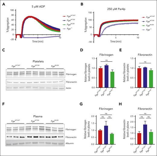 Platelet aggregation and intraplatelet levels of fibrinogen and fibronectin are unaltered in FgaEK mice. Aggregation traces of platelet-rich plasma collected from FgaWT/WT, FgaWT/EK, FgaEK/EK, and Fga−/− mice after stimulation with (A) 5 μM adenosine 5′-diphosphate (ADP; n = 4 per genotype) or (B) 250 μM protease-activated receptor 4 activating peptide (Par4p; n = 4 per genotype). (C) Western blot (WB) analyses for fibrinogen, fibronectin, and actin of platelet lysates harvested from FgaWT/WT, FgaWT/EK, and FgaEK/EK mice. Quantification of platelet (D) fibrinogen and (E) fibronectin from the WBs. (F) Western blot analyses for fibrinogen, fibronectin, and albumin of plasma harvested from FgaWT/WT, FgaWT/EK, and FgaEK/EK mice (n = 3 per genotype). Quantification of plasma (G) fibrinogen and (H) fibronectin from the WBs. Data are presented as the mean ± standard error of the mean (SEM), and analyzed using one-way analysis of variance (ANOVA).