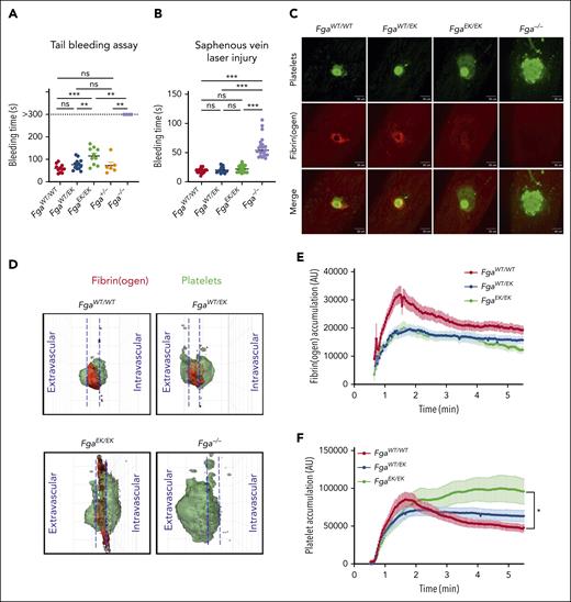 FgaEK/EK mice have preserved hemostatic potential. (A) Time to cessation of bleeding (sustained >30 seconds) of FgaWT/WT, FgaWT/EK, FgaEK/EK, Fga+/−, and Fga−/− mice after 3-mm excision of the distal portion of the tail. Horizontal bar indicates the mean with data analyzed using the Kaplan-Meier log-rank test. (B) Time to cessation of bleeding of FgaWT/WT, FgaWT/EK, FgaEK/EK, and Fga−/− mice after laser-induced saphenous vein injury (n = 18-23 per genotype). Horizontal bar indicates the mean, with data analyzed using one-way ANOVA. (C) Representative images of platelet plug (green), fibrin(ogen) (red), and merged panels 5 minutes after laser-induced saphenous vein injury. (D) Representative 3-dimensional reconstruction of injury sites depicting the side view after injury. Each grid box = 50 μm × 50 μm. Quantification of (E) fibrin(ogen) and (F) platelet accumulation at the site of injury. Data are expressed as the mean ± SEM, and analyzed using one-way ANOVA. ∗P < .05; ∗∗P < .01; ∗∗∗P < .001. s, second.