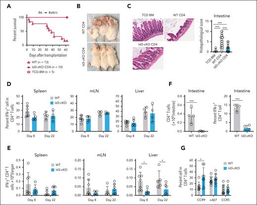 Id3 maintains the GVHD-inducing capacity of alloreactive T cells. Balb/c mice were subjected to total body irradiation (4.5 Gy on day −1 and 4 Gy on day 0) followed by infusion of 5 × 106 B6 × B6/SJL F1 mouse (CD45.1+CD45.2+) TCD bone marrow (TCD-BM) alone or together with 5 × 105 B6 (CD45.1-CD45.2+) naïve WT or Id3-cKO CD4+ T cells. (A) Survival of Balb/c recipients. (B) Cutaneous GVHD in Balb/c mice receiving WT and Id3-cKO CD4+ T cells, day 22 after transplantation in at least 8 mice per group. (C) Intestine from Balb/c recipients were harvested from day 14 to 22, sectioned, and stained with hematoxylin and eosin. Slides were scanned with Leica Aperio VERSA slide scanner and visualized with Aperio ImageScope (20×). N = 8. (D-G) Balb/c recipients were euthanized at the indicated time points after HSCT. Tissues were harvested for the analysis of donor T-cell immune response using flow cytometry. Id3-cKO donor CD4+ T cells exhibited normal cytokine-producing capacity represented by the similar percentage (D) and number (E) of IFN-γ+ cells in the spleen, mesenteric lymph node (mLN), and liver. (F) Graphs show the number of intestine-infiltrated donor CD4+ T cells and those with IFN-γ–producing capacity recovered in Balb/c mice that underwent transplantation with Id3-cKO T cells. (G) Graphs show the frequency of donor T cells expressing α4β7, CCR5, and CCR9. ∗P < .05; ∗∗∗P < .001; Student t test was used for 2-group comparison. At least 4 mice per group were analyzed.