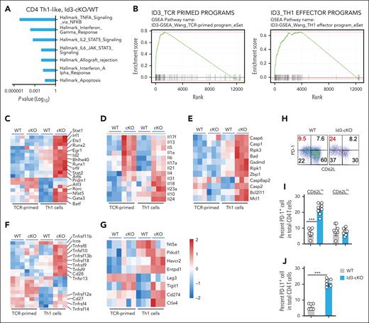 Id3 represses genes associated with T-cell effector differentiation and inhibitory signaling. WT and Id3-cKO naïve CD4+ T cells were activated and cultured under Th1 polarization condition. Cells were harvested 24 hours (TCR primed) and 96 hours after activation. 96 hour-cultured cells were sorted into CD62Lhi and CD62Llo (Th1 cells) populations before library preparation. (A) Gene set enrichment analysis using Hallmark gene set showed significant enrichment of tumor necrosis factor α signaling via NF-κb, IFN-γ response, IL-2–STAT5 signaling, IL-6–STAT3 signaling, allograft rejection, IFN-α response, and apoptosis comparing transcriptome from 4-day cultured Id3-cKO Th1-like cells with WT. (B) Id3-regulated gene signature in TCR-primed CD4+ T cells and effector Th1 CD4+ T cells. (C-G) Heat maps demonstrate 5 categories of differential expressed genes: TFs critical for effector proliferation and differentiation (C); cytokines that distinguish Th1 from Th2 and Th17 cells (D); cell survival and death molecules (E); costimulatory molecules important for GVHD T-cell proliferation and survival (F); and inhibitory receptors (G). Data were collected from 3 independent experiments. (H) Flow cytometry analysis shows that loss of Id3 leads to increased expression of PD-1 (H, I) and PD-L1 (J) in Th1 cells. ∗∗∗P < .001. Experiments were performed >5 times.