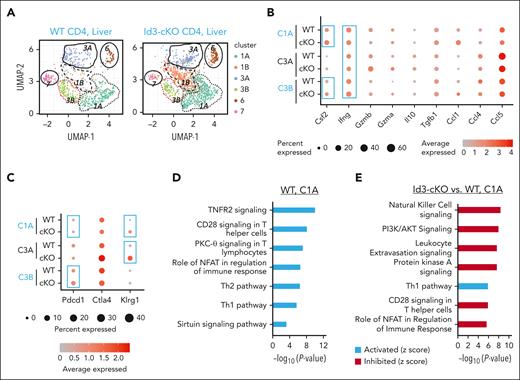 Characterization of liver infiltrated donor CD4 T cells using scRNA-seq. Allo-HSCT was performed as described in Figure 1. Three weeks after HSCT, livers were harvested from recipients for T-cell enrichment. (A) Uniform manifold approximation and projection for dimension reduction (UMAP) analysis of single-cell transcriptome from liver infiltrated WT and Id3-cKO donor CD4+ T cells identified 6 clusters: 1A, 1B, 3A, 3B, 6, and 7. (B) Expression of effector molecules in WT and Id3-cKO CD4+ T cells in clusters 1A, 3A, and 3B. The sizes of balls represent percentage of cells expressing the molecule in that cluster, whereas the shades of red represent the average level of the molecule in the cluster. (C) Expression of inhibitory molecules in WT and Id3-cKO CD4+ T cells in clusters 1A, 3A, and 3B. (D) Characterization of WT cluster 1A using ingenuity pathway analysis of DEGs in 1A compared with the average transcriptome of other clusters. (E) Ingenuity pathway analysis characterization of Id3-cKO cluster 1A relative to WT cluster 1A.