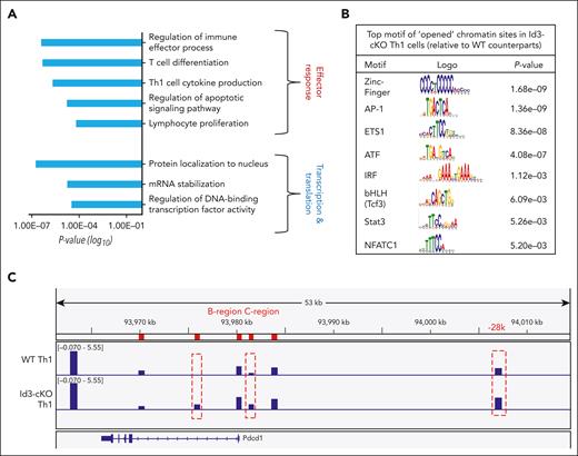 Id3 restricts chromatin accessibility at specific gene loci. Naïve CD4+ T cells were cultured under Th1 polarization condition for 4 days. CD62lo effector cell population were sorted for ATAC-seq and RNA-seq libraries preparation. (A) differential ChrAcc sites were assigned to genes less than 50 kb upstream and downstream. DEGs associated with opened chromatins in Id3-cKO Th1 cells were subject to gene ontology (GO) term analysis. (B) Motif analysis of opened chromatin sites in Id3-cKO Th1 cells. (C) Differential accessible windows along the gene Pdcd1 regulatory loci. Data were collected from 3 independent experiments. ATF, activating transciption factors; IRF, interferon regulatory factor; mRNA, messenger RNA.