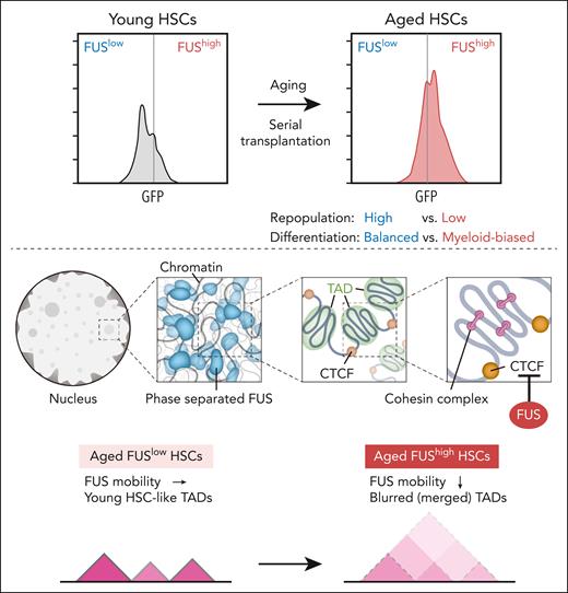 FUS expression in FUS-GFP mice increases in HSCs with aging and during serial transplantation (upper panels). FUS undergoes LLPS and forms dynamic and reversible condensates. Locally, genomic domains show strong self-interactions and are insulated from nearby regions, forming TADs. In mammals, CTCF-binding sites on chromatin are preferentially found at TAD boundaries. Inside each TAD, cohesin-mediated loop domains facilitate chromatin folding. Once cohesin is loaded onto chromatin, it moves along chromatin and presumably extrudes chromatin loops. Cohesin sliding can be blocked by CTCF, where loop boundaries form (middle panels). Aberrant phase-separated FUS limits the binding of CTCF to its motif, thereby compromising the insulation of TAD by CTCF in aged FUShigh HSCs. Consequently, the boundaries of a large number of TADs in FUShigh HSCs were merged (lower panels).