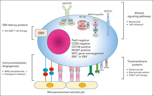 PBL cell: potential targeted therapies. BCMA, B-cell maturation antigen; brentuximab vedotin, anti-CD30 antibody-drug (monomethyl auristatin) conjugate; CAR-T, chimeric antigen receptor T-cell therapy; daratumumab, human IgG1 monoclonal antibody targeting the plasma cell marker CD38; IMIDs, immunomodulators including lenalidomide, thalidomide, pomalidomide. ∗Not yet evaluated.