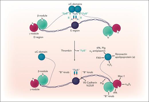 Thrombin enzymatically converts the nonpolymerizable fibrinogen, FgaEK, to fibrin, releasing the fibrinopeptide B (FpB). The fibrinopeptide A (FpA) cannot be cleaved due to mutations in the cleavage sequence (denoted by X). The removal of FpB abolishes its binding to the αC-domain as well as the intramolecular αC-domain:αC-domain interaction, thereby exposing cryptic binding sites in the αC-domains and the βN-domain (in the E region). FgaEK fibrin(ogen) can form multimeric complexes via the “B”-knob:hole “b” interaction and intermolecular αC-domain:αC-domain interaction. VE: vascular endothelial; VLDLR, very low-density lipoprotein receptor.
