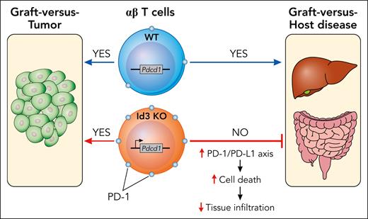 Id3 ablation mitigated GVHD through induction of PD-1 transcription and without interfering with the GvT effect. KO, knockout; WT, wild type. Professional illustration by Patrick Lane, ScEYEnce Studios.