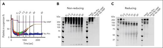 Time-dependent VWF cleavage by plasmin during microthrombus breakdown. (A) Time course of sampling during microthrombus breakdown by plasmin (75 μg/mL). Plasmin activity was blocked with PPACK, cells removed by centrifugation, and supernatants analyzed by western blotting. (B) Western blot under nonreducing conditions; (C) western blot under reducing conditions. Data represent 3 independently executed experiments. Plm, plasmin.