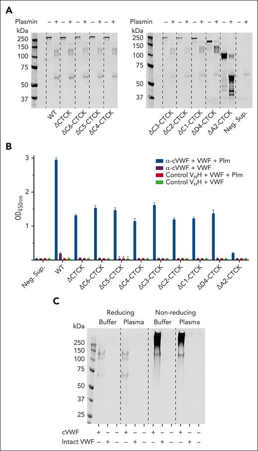 Characterization of a binding site in cVWF that enables VHH capture. Conditioned cell culture supernatants containing C-terminally truncated VWF variants were incubated with plasmin (150 μg/mL) or vehicle and analyzed by (A) western blotting and by ELISA. (B) VHH G5 was immobilized, and captured VWF variants were detected with a polyclonal antibody. (C) Western blot of captured VWF products, spiked in buffer or NPP. Data represent 3 independently executed experiments. Bar graphs show means ± SD. M, marker; Neg. Sup, negative control supernatant; Plm, plasmin.