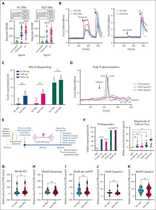 Functional characterization of HC and SCD iSNs using traditional and high-throughput calcium assays. HC and SCD iSNs respond to 50 mM KCl, 100 μM glutamate, and 50 μM ab-meATP in traditional calcium imaging setup (panels A and B show representative traces). (C) Concentration curve shows that HC and SCD iSNs have few calcium responders to 0.1 and 1 μM capsaicin (subthreshold), identifying 10 μM capsaicin as appropriate to capture iSN response consistent with previous studies (panel D shows representative traces). (E) Schematic of Fluo4-NW calcium flux assay adapted to capture population responses of entire wells of iSNs to allow for high-throughput investigation of iSN sensitization. (F) Concentration curve using population-based Fluo-4NW assay allows for increased capture of subthreshold (0.1 μM, blue; 1 μM, pink) capsaicin although with low magnitude responses (F, right). Low-concentration (10 μM, teal) and high-concentration (50 μM, purple) capsaicin agonism resulted in consistent and high calcium response rates with increased magnitude (1-way ANOVA, ∗P < .05, ∗∗∗P < .0005). Consistent with calcium imaging data, Fluo-4NW assay shows no significant differences between HC and SCD iSN response to 50 mM KCl (G), 100 μM glutamate (H), and 50 μM ab-meATP (I), 10 μM capsaicin (J), or 50 μM capsaicin at baseline (K) (Student t tests; ns, not significant). Points in the violin plots represent individual wells of iSNs, and means are represented as a dashed line.