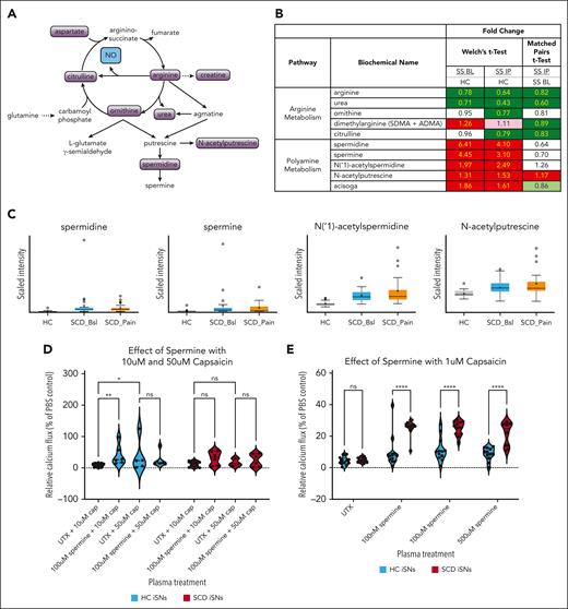 SCD iSNs show increased sensitivity to capsaicin in the presence of spermine. (A) Schematic of arginine and polyamine metabolism relevant for specific biochemicals related to pain and inflammatory state in SCD. (B) Fold-change expression of biochemicals involved in these pathways indicate upregulation of polyamines, including spermine and its metabolites, in both SS BL and SS IP plasma compared with in HCs (Welch t test; dark red and dark green boxes, P < .05; light red and light green, P > .05 but P < .10). (C) Box plots of selected targets from panel B showing quartiles and medians of distribution for metabolite scaled intensity. (D) Significantly increased sensitivity of HC iSNs and trend for increased sensitivity of SCD iSNs (P = .0949) to 10 μM capsaicin after a 30-minute 100 μM-spermine treatment (2-way ANOVA, ∗ P < .05, ∗∗P < .005). (E) Interestingly, significant increase SCD iSN response to previous subthreshold (1 μM) capsaicin compared to HC iSNs was induced by treatment with 100 nM, 100 μM, and 500 μM spermine concentrations (2-way ANOVA, ∗∗∗∗P < .0001).