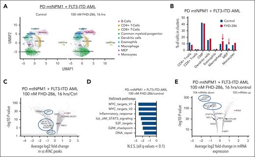 Treatment with FHD-286 depletes MEP cells and reduces chromatin accessibility and enrichment scores of MYC TARGET genes in the CMP cluster of PD mtNPM1 + FLT3-ITD expressing AML cells. (A) PD mtNPM1-expressing AML cells from a bone marrow aspirate were treated with 100 nM of FHD-286 for 16 hours. Multiomics (combined sc-ATAC-Seq and sc-RNA-Seq) analyses were performed on isolated nuclei. The uniform manifold approximation and projection (UMAP) plot shows the SingleR-determined composition of the individual cell clusters in the control and FHD-286-treated AML cells. (B) Percentage of each cell type in the clusters of cells from control and FHD-286–treated cells. Arrows indicate clusters with increased or decreased numbers of cells in the FHD-286–treated sample compared with the control sample. (C) Volcano plot of sc-ATAC-Seq peaks in the CMP cluster with ≥1.25-fold change up or down and P value <.05 after treatment with FHD-286. (D) Gene set enrichment analysis of FHD-286–treated cells over control cells. All q-values are <0.1. (E) Volcano plot of sc-RNA-Seq expression changes (≥1.25 fold change and P < .05) in the CMP cluster after treatment with 100 nM FHD-286 for 16 hours compared with control cells. CMP, common myeloid progenitor; MEP, megakaryocyte-erythroid progenitor.