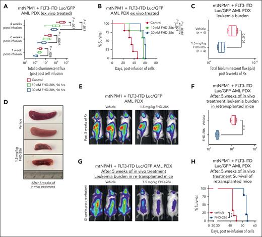 Treatment with FHD-286 exhibits in vivo efficacy against AML-initiating stem cells. (A) PD mtNPM1 + FLT3-ITD Luc/GFP cells (AML number 1 in the oncoplot) were ex vivo treated with 10 and 30 nM of FHD-286 for 96 hours. After this, equal numbers of cells (2.5e6 cells/mouse) were tail vein infused into preirradiated (2.5 Gy) NSG mice (n = 5 per cohort). Mice were monitored daily for symptoms of acute leukemia. Luciferase signal in the mice was determined by IVIS imaging (Xenogen) at 1, 2, and 4 weeks after infusion of AML cells. The box plots show the total bioluminescent flux (photons/second) at 1, 2, and 4 weeks after infusion of the AML cells in the mice. Significance between cohorts was determined by a 2-tailed, unpaired t test using GraphPad Prism V9. P values <.05 were considered significant. (B) Kaplan-Meier survival curve of NSG mice infused with ex vivo treated PD mtNPM1 + FLT3-ITD Luc/GFP cells. Significance between cohorts was determined by a Mantel-Cox log-rank test. P values <.05 were considered significant. (C) PD mtNPM1 + FLT3-ITD Luc/GFP cells (2.5e6 cells/mouse) were tail vein infused into preirradiated (2.5 Gy) NSG mice (n = 4 per cohort). Mice were monitored for 5 days, and leukemia engraftment was documented by IVIS imaging. Mice were randomized to equivalent bioluminescence and treated with vehicle or 1.5 mg/kg of FHD-286 for 5 weeks. The box plots show the total bioluminescent flux (photons/second) at 5 weeks after infusion of the AML cells. Significance between cohorts was determined by a 2-tailed, unpaired t test using GraphPad Prism V9. P values <.05 were considered significant. (D) After 5 weeks of treatment when vehicle mice required euthanasia, all mice were euthanized, and the spleens and bone marrow were harvested. The panel shows 2 representative spleens from vehicle and 1.5 mg/kg FHD-286–treated mice. (E) Representative bioluminescent images of mice from panel C. (F) Viable human AML cells from the spleens and bone marrow of vehicle and FHD-286–treated mice were reinfused into preirradiated (2.5 Gy) NSG mice (n = 6 per cohort). The box plots show the total bioluminescent flux (photons/second) 3 weeks after reinfusion of the AML cells. Significance between cohorts was determined by a 2-tailed, unpaired t test using GraphPad Prism V9. P values <.05 were considered significant. (G) Representative bioluminescent images of mice from panel F. (H) Kaplan-Meier survival curve of NSG mice infused with equal numbers of previously in vivo treated PD mtNPM1 + FLT3-ITD Luc/GFP cells. Significance between cohorts was determined by a Mantel-Cox log-rank test. P values <.05 were considered significant. ∗∗∗P < .005; ∗∗∗∗P < .001.