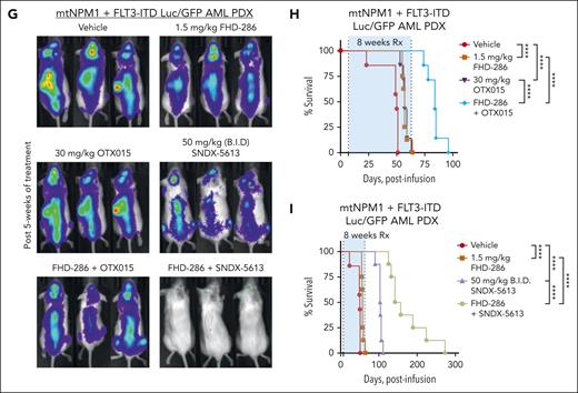Treatment with FHD-286–based combinations exerted synergistic in vitro lethality in cultured and PD AML cells expressing MLL1r or mtNPM1 with or without mtFLT3 and reduced leukemia burden and significantly improved survival of NSG mice bearing MLL1r or mtNPM1-expressing AML xenografts. (A) MOLM13, MV4-11, MV4-11-MITR, OCI-AML3, OCI-AML3-MITR, and PD MLL1r or mtNPM1-expressing AML cells were treated with FHD-286 (dose range, 10-250 nM) and MI SNDX-50469 (dose range, 50-1000 nM), BETi OTX015 (dose range, 50-250 nM), or venetoclax (dose range, 10-100 nM) for 72 to 96 hours. At the end of treatment, the percentage of nonviable cells was determined by staining with TO-PRO-3 iodide and flow cytometry analysis. Delta synergy scores were determined by the ZIP method within the SynergyFinder web application. Synergy scores >1.0 indicate a synergistic interaction of the 2 agents in the combination. Panel shows the mean Delta Synergy Score for each FHD-286–based combination in the cell lines and PD AML cells. (B) Total photon counts (flux; determined by bioluminescent imaging) in NSG mice engrafted with luciferized MLL-AF9 + FLT3-TKD AML PDX cells (AML number 6 in the oncoplot) and treated for 3 weeks with FHD-286 and/or venetoclax, decitabine, or OTX015 at the indicated doses. (C) Kaplan-Meier survival plot of NSG mice engrafted with luciferized MLL-AF9 + FLT3-TKD AML PDX cells and treated with 1.5 mg/kg of FHD-286 (daily ×5 days, P.O.) and/or 30 mg/kg of venetoclax (daily ×5 days, P.O.) for 4 weeks. Significance was calculated by a Mantel-Cox log-rank test. (D) Kaplan-Meier survival plot of NSG mice engrafted with luciferized MLL-AF9 + FLT3-TKD AML PDX cells and treated with 1.5 mg/kg of FHD-286 (daily ×5 days, P.O.) and/or 1 mg/kg of DAC (days 1-5 only, IP) for 6 weeks. Significance was calculated by a Mantel-Cox log-rank test. (E) Kaplan-Meier survival plot of NSG mice engrafted with luciferized MLL-AF9 + FLT3-TKD AML PDX cells and treated with 1.5 mg/kg of FHD-286 (daily ×5 days, P.O.) and/or 30 mg/kg of OTX015 (daily ×5 days, P.O.) for 7 weeks. Significance was calculated by a Mantel-Cox log-rank test. (F) Total photon counts (flux; determined by bioluminescent imaging) in NSG mice engrafted with luciferized mtNPM1 + FLT3-ITD PDX cells and treated for 5 weeks with FHD-286 and/or SNDX-5613 or OTX015 at the indicated doses. (G) Representative bioluminescent images of mice from panel F. (H-I) Kaplan-Meier survival plot of NSG mice engrafted with luciferized mtNPM1 + FLT3-ITD PDX cells and treated with 1.5 mg/kg of FHD-286 (daily ×5 days, P.O.) and/or 30 mg/kg of OTX015 (daily ×5 days, P.O.) or SNDX-5613 (50 mg/kg, B.I.D. ×5 days, P.O) for 8 weeks. Significance between cohorts was determined by a Mantel-Cox log-rank test. ∗P < .05; ∗∗P < .01; ∗∗∗P < .005; ∗∗∗∗P < .001. B.I.D., twice a day; IP, intraperitoneal; ns, not significant; P.O., oral.