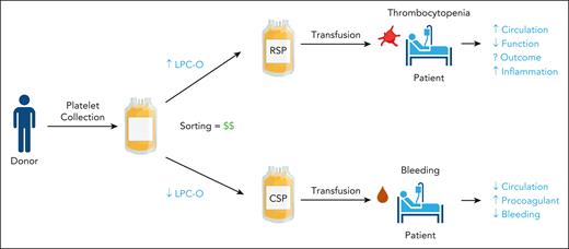 Kogler et al suggest that lipid metabolite content, particularly deacetylated lysophosphatidylcholine (LPC-O), could be used as a screening and sorting test for platelets to be stored at either room temperature storage (22°C; RSPs) or cold storage (4°C; CSPs), paving the way for a personalized medicine approach to platelet use. Potential concerns with this approach include increased cost to blood centers and increased inflammatory response with higher LPC-O. The debate over circulation time (RSPs) vs hemostatic function (CSPs) remains unresolved until clinical trial data are available.