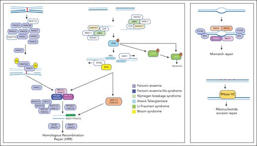DDR defects in hematologic malignancies. The core FA complex and its downstream effectors are involved in the recognition and resolution of interstrand crosslinks (ICLs). ATM phosphorylates Chk1 and p53 as a prerequisite for induction of apoptosis in the presence of DNA damage. NBN regulates ATM–dependent DNA damage signaling and DNA DSB end resection, whereas BLM mediates replication fork stability. SAMHD1 participates in the processing of stalled replication forks that require HRR for their resolution. The spliceosome component SF3B1 regulates the level of BRCA1, a scaffold protein that facilitates the assembly of HRR effectors, whereas the cohesin complex (STAG2, RAD21, SMC1, and SMC3) regulates HRR by holding sister chromatids in proximity to facilitate strand invasion. MSH2, MSH6, PMS2, and MLH1 are components of MMR. RNase H2 has a role in RER involving the resolution of ribonucleotides erroneously embedded during DNA replication. Proteins acting upstream of HRR are presented in colored boxes if altered in hematologic malignancies, or white boxes if not.
