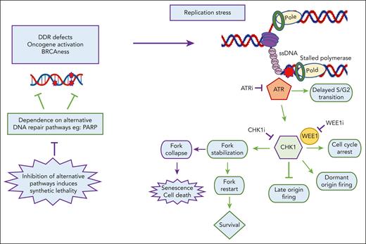 Induction of synthetic lethality in hematologic malignancies with DDR inhibitors. DDR defects and oncogene activation associated with the BRCAness phenotype confer sensitivity to the inhibition of PARP proteins that participate in alternative DNA repair pathways. DDR defects and the BRCAness phenotype also compromise DNA replication, leading to replication stress. ATR, a principal regulator of replication stress response, is activated by the single-stranded (ss) DNA-RPA complex, which forms rapidly after the exposure of ssDNA at stalled replication forks. The ATR effector kinase CHK1 induces the S-phase cell cycle checkpoint and activates WEE1 kinase to induce the G2-M cell cycle checkpoints. CHK1 also regulates replication origin firing and timely S to G2 transition. Normal ATR/CHK1 function (in green) prevents replication fork collapse, exacerbation of replication stress (in purple), and early S/G2 transition before replication is successfully completed. ATR, CHK1, or WEE1 inhibition therefore results in uncontrolled cell cycle progression despite replication stress, leading to mitotic catastrophe and apoptosis.