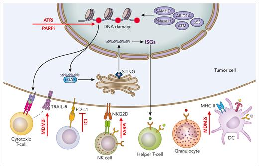 Interaction between DDR defects and antitumor immunity. DDR defects may promote antitumor immune responses through increased mutability and enhanced tumor antigenicity, as well as by inducing cGAS/STING signaling and interferon-stimulated gene (ISG) response that result in the recruitment of immune effector cells. Tumor cells evade antitumor immunity, for example by upregulating the programmed death-ligand 1 (PD-L1)/programmed cell death protein 1 (PD-1) immune checkpoint. DDR–targeting therapies such as MDM2 inhibitors, PARP inhibitors, and ATR inhibitors (indicated by red arrows) could augment antitumor immunity and be used in conjunction with ICIs. Professional illustration by Patrick Lane, ScEYEnce Studios.