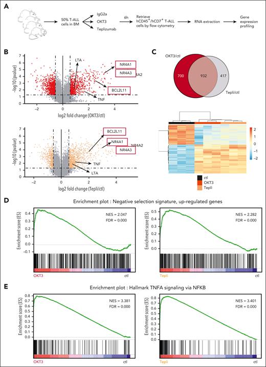 Anti-CD3 mAbs OKT3 and teplizumab share a commonly induced transcriptomic signature in T-ALL. (A) Schematic representation of the experiment. NSG mice infused with 106 leukemic cells from T-ALL case UPNT776, were monitored for leukemia expansion over time. Once leukemic, mice (n = 3 per group) were treated with 40 μg of either control mIgG2a, or OKT3 or teplizumab. Six hours later, mice were euthanized, hCD45+/hCD7+ leukemic cells sorted from the bone marrow by flow cytometry, and RNA extracted and analyzed using Affymetrix GeneChip Human Gene 2.0 ST array. (B) Volcano plot of probe sets differentially expressed between control and either OKT3- (top panel) or teplizumab (bottom panel) -treated leukemic cells described in panel A. Fold change (x-axis) is plotted against statistical significance (y-axis) for each probe set. Genes with a fold change of ≥1.5 and P < .05 are highlighted as red (OKT3) or orange (teplizumab) dots, respectively. (C) Top panel: Venn diagram of differentially expressed genes between control, OKT3-treated (red), and teplizumab-treated (grey) leukemic cells described in panel A. Commonly deregulated genes are highlighted in greyish red; lower panel: heat map representation of the 932 genes commonly deregulated by OKT3 and teplizumab as compared with the transcriptomic signature of control cells. (D) GSEA of the negative selection transcriptional signature of mouse thymocytes undergoing negative selection as published by Baldwin and Hogquist5 with the transcriptomic signature induced in vivo in T-ALL cells in response to OKT3 (left) or teplizumab (right), showing a strong and significant enrichment of this thymic signature in anti-CD3–treated samples. (E) GSEA of the “TNF⍺ signaling via NF-κB” signature with that induced in response to OKT3 (left) or teplizumab (right) in T-ALL cells, showing a strong and significant enrichment of this signature in anti-CD3–treated samples. ctl, control; FDR, false discovery rate; NES, normalized enrichment score; Tepli, teplizumab.