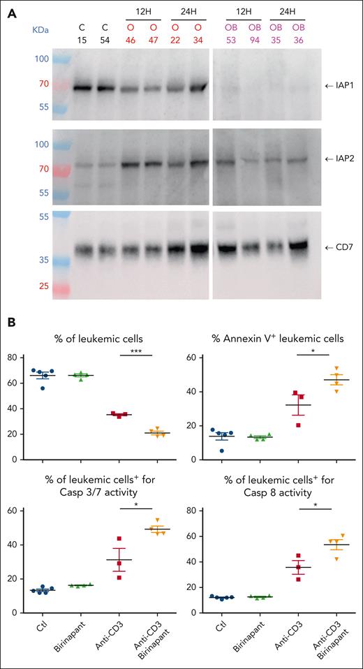 The SMAC mimetic birinapant synergizes with anti-CD3 to induce leukemic cell apoptosis. (A) Western blot analysis of IAP1 (top panel) and IAP2 (middle panel) expression in leukemic cells of UPNT760 T-ALL xenografted mice at 12 or 24 hours after administration of either 4 μg OKT3 (O, red writing) or OKT3/birinapant (20 mg/kg) (OB, purple writing). Control mice were treated with IgG2a/carrier solvent. Results from 2 independent mice are shown. Anti-hCD7 expression is used as loading control (lower panel). (B) NSG mice were injected with 106 UPNT760 T-ALL cells. At high leukemia burden, mice were treated with either control IgG2a/solvent (blue dots), IgG2a/birinapant (20 mg/kg, green triangles), 4 μg OKT3/solvent (red squares), or combination of OKT3 and birinapant (orange triangles) for 6 hours, after which time leukemia burden (hCD45/hCD7+ cells), annexin V/propidium iodide (PI) staining, and caspase 3/7 and caspase 8 activities were analyzed by flow cytometry. Ctl, control. ∗ P < 0.05; ∗∗∗ P < 0.001.