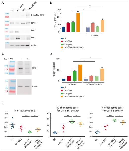 Anti-CD3/birinapant-induced cell death is dependent on RIPK1. (A) Western blot analysis of IAP1 and IAP2 expression and RIPK1 phosphorylation in CEM T-ALL cells stimulated for 4 hours with anti-CD3, birinapant (2.5 nM), or the anti-CD3/birinapant combination. RIPK1 and actin expression are used as normalizers. (B) CEM T-ALL cells were either left untreated (blue), or treated for 24 hours with either anti-CD3 (red), birinapant (2.5 nM, green), or the anti-CD3 + birinapant combination (orange), in either the absence (bright columns) or presence (faded columns) of the RIPK1 inhibitor necrostatin 2. Cell death (PI+ cells) was measured by flow cytometry, 24 hours after start of the treatment. The average of 3 independent experiments is shown. (C) Western blot analysis of RIPK1 expression in control (−) vs CEM T-ALL cells stably expressing a RIPK1 short-hairpin RNA (+). Actin is used as a loading control. (D) Percentage of cell death as measured by PI positivity by flow cytometry in nontreated cells (blue), or 24 hours after treatment with either anti-CD3 (red) or birinapant (100 nM; green) or the combination of anti-CD3 + birinapant (orange). The average of 3 independent experiments is shown. (E) NSG mice were injected with 106 UPNT420 T-ALL cells. At high leukemia burden, mice were treated with either control IgG2a/carrier solvent (blue dots), or 4 μg OKT3/carrier solvent (red squares), or the combination of OKT3/birinapant/carrier solvent (green triangles), or the same combination together with the RIPK1 inhibitor (50 mg/kg, orange triangles) for 12 hours, after which time leukemia burden (hCD45+/hCD7+ cells), caspase 3/7 and caspase 8 activities were analyzed by flow cytometry. Ctl, control. ∗P < 0.05; ∗∗P < 0.01; ∗∗∗P < 0.001.