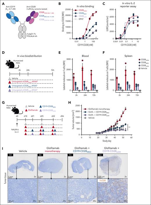 Design and functional evaluation of an affinity-optimized CD19-targeted CD28 agonist. (A) CD19-CD28 is composed of one CD19 binder and one CD28 binder. The Fc part is devoid of FcγR binding (huIgG1 PGLALA). Heterodimerization and correct assembly are achieved via knob into hole (kih) mutation and CrossMab technology. (B) Binding of CD19-CD28 affinity variants to human CD28 on CHO cells, genetically modified to overexpress CD28. To monitor unspecific binding interactions, a DP47 huIgG1 was included as negative control. Binding was assessed via flow cytometry. Dots show individual values of technical duplicates. (C) Luciferase activity in an IL-2 reporter assay with Jurkat IL-2 promoter cells after 6 hours of stimulation with increasing concentrations (0.5 pM to 200 nM) of CD19-CD28 and 10 nM glofitamab. NALM-6 cells served as target cells (E:T ratio 5:1). Dots show individual values of technical duplicates. (D) Experimental design of an in vivo biodistribution study. Non–tumor bearing humanized NSG mice (3 mice per group) were treated with vehicle (histidine buffer) or 5 mg/kg of untargeted, Alexa-Fluor-647-(AF647)-labeled CD28 affinity variants. (E-F) Blood and splenic T cells were analyzed for drug binding via flow cytometry. Bars show mean + standard error of the mean (SEM) of 3 animals per group and time point. Dots show values of individual mice. (G) Experimental design of in vivo efficacy study. Humanized NSG mice (9-10 mice per group) were subcutaneously (s.c.) injected with 1 × 106 NALM-6 lymphoma cells in 1 flank. After 18 days, mice were treated IV with vehicle (histidine buffer), 0.15 mg/kg glofitamab, and 1 mg/kg CD19-CD28 variants according to the depicted timeline. (H) Tumor volumes shown as mean + SEM of 9 to 10 mice per group. Significance was calculated using an unpaired, 2-tailed Student t test. ∗∗P < .01. (I) Immunohistochemical analysis of CD8+ T-cell infiltration in tumors on study day 56. Upper row, ×2 original magnification. Lower row, ×20 original magnification. Images were captured with a VS120 virtual slide microscope (Olympus) and analyzed with Tissue Studio software (Definiens) for cell quantification. E:T, effector to target; glofit., glofitamab.