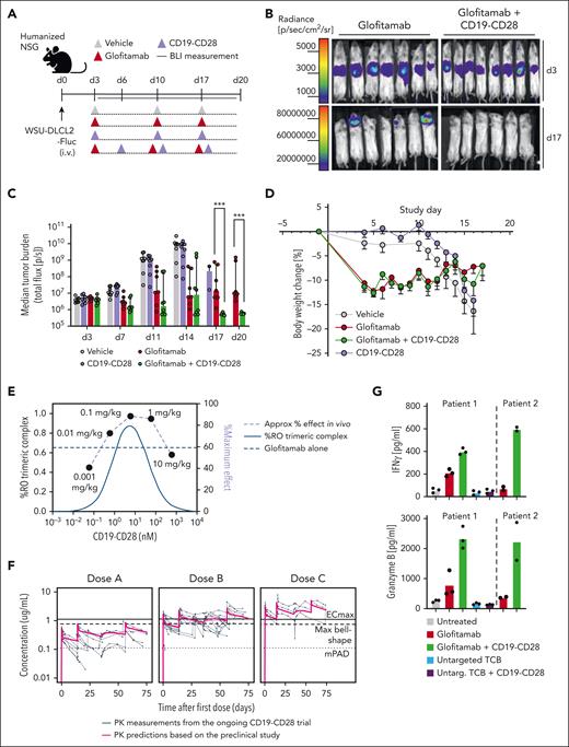 CD19-CD28 boosts the efficacy of glofitamab in a dose-dependent manner in vivo and enhances its activity on patient-derived T cells. (A) Experimental design of in vivo efficacy study. Humanized NSG mice bearing orthotopic WSU-DLCL2-Fluc tumors (8 mice per group) were treated with vehicle (histidine buffer), glofitamab (0.15 mg/kg), and CD19-CD28 (1 mg/kg) IV according to the displayed timeline. (B) Visualization of tumor growth in treated mice after luciferin injection. (C) Tumor burden evaluated by bioluminescence signal (total flux, photons/second) calculated as the mean radiance integrated over the region of interest. Dots represent individual mice. Bars show the median signal + IQR for each treatment group. Statistical analysis was performed using an ordinary 1-way analysis of variance (ANOVA) with Fisher least significant test. ∗∗∗P < .0001. (D) Body weight kinetics. Dots represent means -SEM of 8 mice per group. (E) Overlay of in vivo dose finding experiment with in silico modeling for trimeric complex formation. (F) Overlay of predicted human PK from on hFcRn tg32 mice and preclinical efficacy thresholds based on in vivo studies in NSG mice with PK measurements in participants of the ongoing CD19-CD28 phase 1 trial (NCT05219513). (G) PBMCs from 2 patients with DLBCL (patient 1 and 2) were depleted for internal B cells and were stimulated with the indicated treatments (glofitamab, untargeted TCB, and CD19-CD28 were used at a concentration of 1 nM) in the presence of NALM-6 target cells (E:T ratio: 3:1). Graphs show IFNγ and granzyme B release after 72 hours, assessed via cytokine bead array. Bars show means and dots show individual values from technical triplicates (patient 1) and duplicates (patient 2). BLI, bioluminescence imaging; IQR, interquartile range; max, maximum.