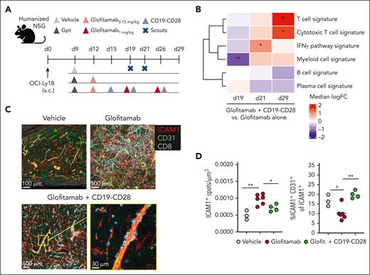 CD19-CD28 increases proinflammatory T-cell signatures in tumors and facilitates transendothelial migration. (A) Experimental design of in vivo efficacy study. OCI-Ly18 tumor-bearing humanized NSG mice were treated with vehicle (histidine buffer, 10 mice per group), glofitamab (0.15 mg/kg or 1 mg/kg, 25 mice per group), and CD19-CD28 (1 mg/kg, 25 mice per group). On day 19 and 21, five scouts per group were euthanized for analysis. Gpt: Gazyva (obinutuzumab) pretreatment, 30 mg/kg. (B) Gene signature analysis via RNA sequencing from frozen tumor tissue at different time points. Color code shows change between glofitamab monotherapy vs combination with CD19-CD28 (red denotes higher and blue lower expression in the combination). Statistical significance was calculated using ∗P < .05, ∗∗P < .01 (adjusted for multiple testing using FDR correction). Individual genes are shown in supplemental Figure 5E (C) Immunofluorescence microscopy of tumors on study day 29, showing ICAM1 (red), CD31 (green), and CD8 (cyan). Images were captured on a Leica SP8 inverted confocal microscope using a 40× lens, with a resolution of 512 × 512 pixels and a z-spacing of 1.5 μm. (D) Image quantification was performed with Imaris 9.6. Dot plots show spots created on ICAM1 signal per μm3 (left) and spots created on ICAM1-expressing endothelial (CD31+) cells of total ICAM1-expressing cells in tumors (right) on study day 29, quantified by fluorescence microscopy. Dots represent intratumoral regions from 1 or more mice. One-way ANOVA with Tukey multiple comparison test: ∗P < .05; ∗∗P < .01. FDR, false discovery rate; ICAM1, intercellular adhesion molecule 1.