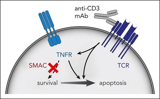 SMAC mimetic and anti-CD3 antibody activates cell death–promoting apoptotic signaling. This treatment inhibits T-ALL growth in mice.
