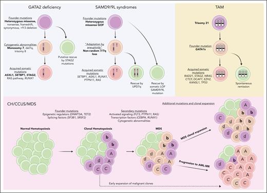 Molecular mechanisms of disease progression in pediatric and adult myeloid neoplasms. Leukemic progression of GATA2 deficiency and SAMD9/9L syndromes (top left, blue) are characterized by a high association with monosomy 7. STAG2 mutations are thought to have the ability to rescue progression of GATA2 deficiency.38 Nonrandom loss of chromosome 7 in SAMD9/9L syndromes can be rescued by UPD7q. Somatic LOF SAMD9/9L mutations have also been shown to have ameliorating effects on disease progression. TAM development (top right, yellow) is characterized by trisomy 21 followed by GATA1 mutations. Further acquired somatic mutations in cohesin complex genes and others are thought to drive progression to the leukemic phase. Progression of CH/CCUS/MDS to AML-MR (bottom, red) is driven by a mixture of genetically related but distinct clones (depicted here as A, b, c, d) in a nonlinear fashion termed “parallel evolution.”43 Figure created with Biorender.com.