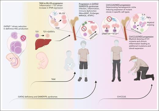 Extrinsic factors contributing to leukemic progression. Germ line mutations in GATA2 or SAMD9/9L may contribute to a reduction in the clonal complexity of the hematopoietic system, providing the impetus for rapid expansion of mutant clones derived from an inflamed, oft-challenged, and hypocellular adolescence bone marrow microenvironment (blue). TAM originates in the fetal liver after the acquisition of GATA1 mutations in trisomy 21 progenitors and migrates to the pediatric bone marrow, in which IFN hyperactivity and inflammation may drive the acquisition of further leukemic mutations (yellow). CH/CCUS/MDS progression is influenced by an aging hematopoietic niche, chronic inflammation, and myeloid skewing of mutant clones (red). ATXPC, ataxia pancytopenia. Figure created with Biorender.com.