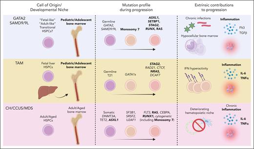 Comparing and contrasting mechanisms of leukemic progression in pediatric and adult disease. Similarities (bold) and differences in cell of origin/developmental niche, mutation profiles, and extrinsic factors during disease progression between GATA2 deficiency/SAMD9/9L syndromes, TAM, and CH/CCUS/MDS. Figure created with Biorender.com.