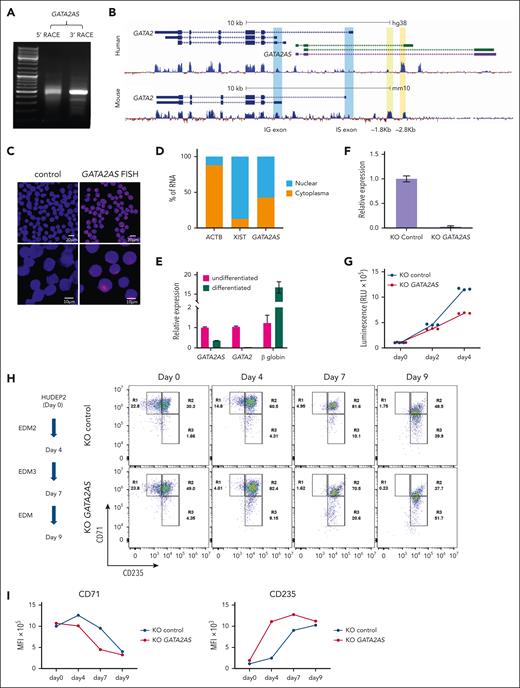 Identification and KO of GATA2AS in human erythroid cells. (A) RACE was used to identify the 5’ and 3’ ends of full length GATA2AS, and full length of GATA2AS was cloned for sequencing. (B) Browser shot of human and mouse GATA2 gene loci. The known and novel GATA2AS transcripts in human erythroid cells is shown in green and purple. The 2 promoters of GATA2 are highlighted in blue. The basewise conservation track at the bottom shows conservation of the 2 GATA2 regulatory elements (highlighted in yellow) and GATA2 exons. (C) GATA2AS distribution in cells was detected by RNA FISH in K562 cells. Alexa Fluor 594 (red) labeled the antisense GATA2AS transcript. (D) GATA2AS distribution in K562 cells was detected by RT-qPCR. Cytoplasm-located ACTB and nuclear-located XIST transcripts were used as controls. (E) Expression pattern of GATA2AS during HUDEP2 differentiation was detected by RT-qPCR for undifferentiated and differentiated (day 7) cells. GATA2 and β-globin genes were used as markers of erythroid differentiation. (F) GATA2AS expression was detected in GATA2AS KO and control HUDEP2 cells by RT-qPCR. (G) Proliferation curves of GATA2AS KO HUDEP2 cells during differentiation. (H) Differentiation method (left schematic) of HUDEP2 cells and representative flow cytometry results for differentiation markers CD235a and CD71 in control and GATA2AS KO cells on days 0, 4, 7, and 9. (I) Cell surface expression of CD235a and CD71 during erythroid differentiation, presented as median fluorescence intensity (MFI).