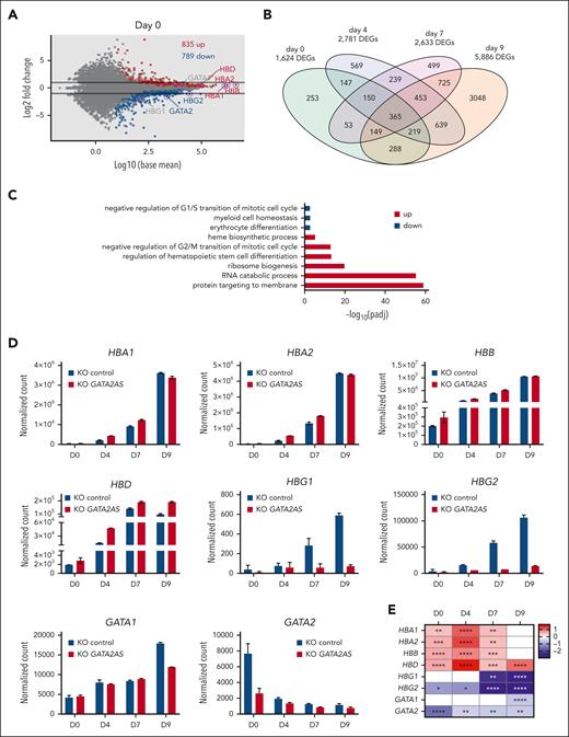 Gene expression changes in HUDEP2 GATA2AS KO cells are consistent with phenotypic changes. (A) RNA-seq of GATA2AS KO and control HUDEP2 cells on day 0 of differentiation. MA plots of DEGs, the number of upregulated and downregulated genes, representative erythroid genes, and a twofold change threshold are indicated. (B) Venn diagram shows overlapping DEGs between different time points during differentiation for control and GATA2AS KO HUDEP2 cells. The number of overlapped DEGs is indicated. (C) Gene ontology (GO) analysis of differentially expressed genes and pathways associated with cell proliferation and erythroid differentiation are shown. (D) Differential gene expression compared with control is shown for select DEGs in HUDEP2 cells after loss of GATA2AS, including α-globins HBA1 and HBA2, adult HBB and HBD, fetal HBG1 and HBG2, and GATA1/2. (E) Heat map shows log2 fold change for DEGs in panel D at different days of differentiation of GATA2AS KO and control cells with P values superimposed. ∗P < .05; ∗∗P < .01; ∗∗∗P < .001; ∗∗∗∗P < .0001.