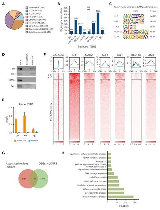 GATA2AS is localized to genomic sites enriched for erythroid transcription factors. (A) Genomic distribution of GATA2AS binding sites in uninduced HUDEP2 cells (day 0). GATA2AS peaks were separately called from odd and even probes, and 6793 overlapped peaks were used. (B) Distances to a TSS of GATA2AS binding sites were plotted by GREAT. (C) Known motifs enriched in GATA2AS binding sites were analyzed with HOMER and representative motifs of erythroid transcription factors are shown. q-values for all motifs are <0.0001. (D) Biotin-labeled GATA2AS RNA was used to pulldown GATA2AS-interacting proteins. Western blotting was used to detect LRF, KLF1, GATA1, and TAL1. (E) Interactions between GATA2AS and LRF or KLF1 were detected by RIP. RNAs interacting with LRF or KLF1 were detected by RT-qPCR. Normal IgG antibody and GAPDH RNA were used as controls. (F) Heat maps showing GATA2AS peaks grouped into 2 sets depending on overlap with LRF peaks. Published ChIP-seq data of LRF, GATA1, KLF1, TAL1, BCL11A, and LDB1 in HUDEP2 cells33,34 were plotted on the 2 sets of GATA2AS peaks. (G) Venn diagram showing GATA2AS-associated regions by GREAT and their overlap with GATA2AS DEGs on days 0-9 of differentiation. (H) GO term analysis of 1551 of GATA2AS associated genes by GREAT overlapped with GATA2AS KO DEGs (supplemental Figure 3C). IgG, immunoglobulin G.