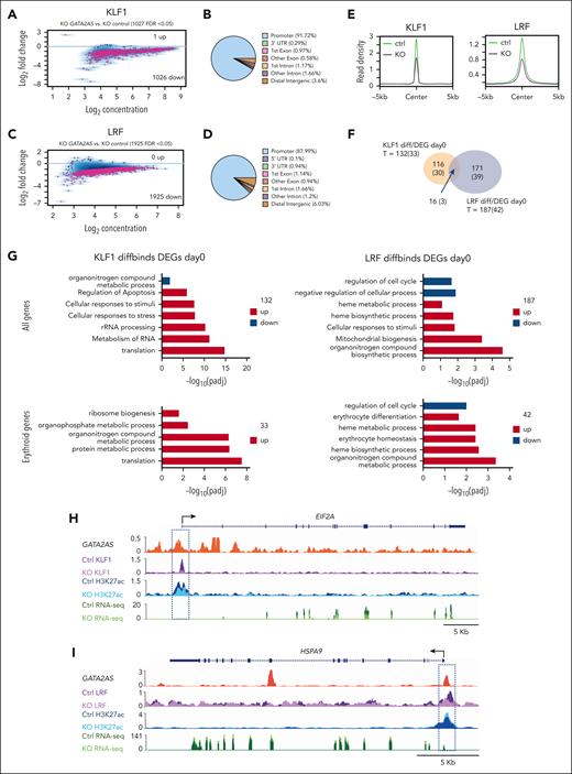KO of GATA2AS in HUDEP2 cells decreased KLF1 and LRF binding genome wide. (A,C) MA plot of differential binding of KLF1(A) or LRF (C) in undifferentiated GATA2AS KO HUDEP2 cells compared with controls. (B,D) Genomic distribution of differential KLF1 (B) or LRF (D) binding sites. (E) Read density plot of KLF1 (left) and LRF (right) on binding sites after GATA2AS KO compared with control cells. (F) Venn diagram showing KLF1 or LRF diffbinds that are also GATA2AS DEGs at day 0 and their overlap. (G) Top panels show gene ontology (GO) terms enriched in KLF1 or LFR diffbinds that are also GATA2AS DEGs at day 0. Lower panels show GO terms for erythroid fingerprint genes in these groups. (H-I) Genome browser views of representative upregulated (HSPA9) and downregulated (EIF2A) genes after GATA2AS KO HUDEP2 cells. GATA2AS ChIRP-seq, RNA-seq, H3K27ac ChIP-seq, LRF or KLF1 ChIP-seq signal in KO control (KO_ctrl) and GATA2AS KO (KO_GATA2AS) are indicated.
