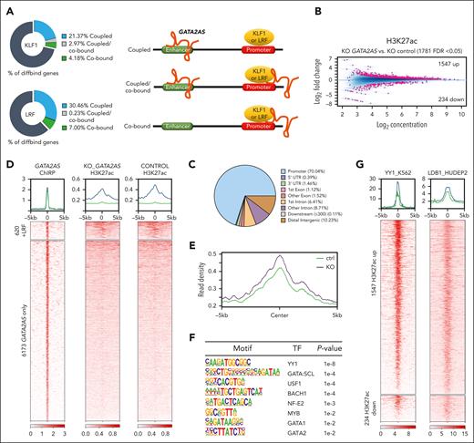 KO of GATA2AS increases H3K27ac modification on GATA2AS/LRF sites. (A) Percent of KLF1 or LRF diffbinds genes associated with putative cis-regulatory element bound by GATA2AS (coupled), cobound with GATA2AS, or their overlap (coupled/cobound) predicted by GREAT (left). Schematic diagram for the model of coupled, cobound, and coupled/cobound (right). (B) MA plot showing differential H3K27ac sites upon KO of GATA2AS in HUDEP2 cells. (C) Distribution of H3K27ac diffbinds in the genome. (D) Heat map of GATA2AS peaks and H3K27ac ChIP-seq signal on the 2 sets (with or without LRF binding) of GATA2AS binding sites for control and GATA2AS KO cells. (E) Read density plot of H3K27ac ChIP-seq signal on GATA2AS/LRF binding peaks. (F) Motifs enriched in H3K27ac diffbinds were analyzed with HOMER. q-value for all motifs <0.05. (G) Heat maps showing ChIP-seq signal of YY1 from ENCODE and published LDB1 data33 on upregulated and downregulated H3K27ac sites.