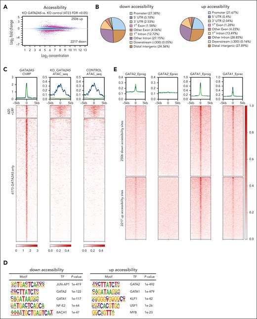 KO of GATA2AS affects chromatin accessibility on GATA2 and GATA1 switching sites. (A) MA plot showing differential ATAC-seq accessibility sites upon KO of GATA2AS in undifferentiated HUDEP2 cells. (B) Distribution of differentially accessible sites losing accessibility (left, down) or gaining accessibility (right, up) in the genome upon GATA2AS loss. (C) Heat maps of ATAC-seq signal on the 2 sets (with or without LRF binding) of GATA2AS binding peaks. (D) Motifs enriched in up and down differentially accessible sites were analyzed with HOMER. GATA1 and GATA2 motifs were enriched in both up and down differentially accessible sites. q-value for all motifs is <0.0001. (E) Heat maps showing GATA2 and GATA1 ChIP-seq signal of erythroid progenitor (Eprog) and precursor (Eprec) cells on sites that were up and down differentially accessible sites in GATA2AS KO cells. GATA1 binding on upregulated differentially accessible sites (blue trace) or downregulated sites (green trace) in upper graphs.