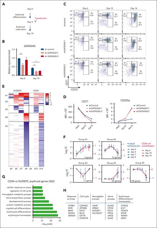 KO of GATA2AS increased human primary CD34+ cell differentiation. (A) Schematic of human CD34+ cell differentiation. Cells were infected with lentivirus containing shRNA on day 5 and transduction efficiency was 21%. (B) KD of GATA2AS by shRNA-1 and -2 in human CD34+ cells detected on days 6 and 10 by RT-qPCR. (C) Flow cytometry analysis of CD235a and CD71 expression of GATA2AS KD and control human CD34+ cells during differentiation. Percentage of cells for each quadrant is indicated. (D) MFI of CD235a and CD71 during erythroid differentiation. (E) Heat map of 5 groups of expression patterns for subsets of genes in GATA2AS KO and KD. (F) Expression curves for the 5 groups of genes shown in panel E. (G) GO term analysis of shared DEGs between GATA2AS KD CD34+ cells and KO HUDEP2 cells. (H) Examples of shared DEGs between GATA2AS KD CD34+ cells and KO HUDEP2 cells.