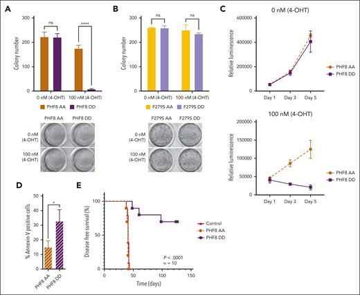 Serine phosphorylation of the protein orchestrates PHF8 functions in AML. (A) Colony numbers of human THP1 AML cells transduced with ER-fused PHF8 AA (mimicking nonphosphorylated form) or PHF8 DD (mimicking phosphorylated form), allowing for an inducible expression in the presence of 4-OHT. Error bars indicate SD of 4 independent experiments. Sidak multiple comparison test (2-way ANOVA, ∗∗∗∗P < .000, ns); (lower panel) typical INT-stained colonies. (B) Number of colonies using equivalent constructs with an additional enzymatic dead F279S mutation. Error bars indicate standard deviation of 4 independent experiments (2-way ANOVA, ns); (lower panel) typical INT-stained colonies. (C) Proliferation assays, 1500 to 2000 cells were seeded in a 96-well plate and in 100 μL of medium per well. The CellTiter-Glo luminescent assay kit was used to determine the number of viable cells in culture. (D) Bar charts represent percentage of Annexin-V–positive cells analyzed by flow cytometry after 4-OHT induction. Pair t test (∗P < .05). (E) Kaplan-Meier curves for DFS of NSG mice that received transplantation via tail vein injection with 1 × 105 human THP1 cells, after 5 days antibiotic selection, transduced with indicated constructs (n = 10 mice per group). Before transplantation, mice were conditioned with sublethal radiation (2.5 Gy). The log-rank (Mantel-Cox) test was used to compare survival curves. 4-OHT, 4-hydroxytamoxifen.