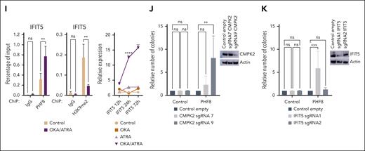 Phospho-PHF8 directly activates key initiators of cell-intrinsic immune response. (A) Profile plot of PHF8 genome occupancy (ChIP-seq) in THP1 PHF8 AA compared with THP1 PHF8 DD cells. (B) Volcano graph depicts all regulated genes in THP1 PHF8 DD cells. Differential expression is represented as LogFC in (x-axis) vs PHF8 ChIP-seq MACS analysis presented as peakScore in (y-axis). Upregulated genes with significance higher than log 0.5 (>log 0.5) are colored in violet. (C) Scatterplot of the highly significantly (>log 0.5) upregulated genes in the transcriptome of PHF8 DD cells (logFC) and PHF8 DD targets resulting from PHF8 ChIP sequencing (peakScore). (D) Protein network analysis of the correlation of 16 highly significantly (>log 0.5) upregulated genes (cell intrinsic immune response inducers) in the transcriptome of PHF8 DD cells and PHF8 DD targets resulting from ChIP sequencing. Pink color represents higher confidence based on experimental evidence. The protein-protein interaction network was established using STRING database and visualized in Cytoscape version 3.9.1. (E) ChIP-qPCR analysis of histone mark H3K9me2 on the targeted promoter of the indicated genes in THP1 PHF8 AA and THP1 PHF8 DD cells. ChIP signals are presented as percentage of input. Error bars indicate SD of 3 independent experiments. Sidak multiple comparison test (2-way ANOVA, ∗∗∗∗P < .0001). (F) RT-qPCR time-course analysis (left) of the expression of specified human genes. The relative expression of each gene was independently analyzed in 2 cell groups: PHF8 AA and PHF8 DD. Each group consisted of noninduced cells and cells induced with tamoxifen (4-OHT). Noninduced samples within each group were used as references for assessing the relative expression of the genes at each time point. Error bars indicate SD of 3 independent experiments. Bar charts (right) of RT-qPCR analysis at 24 hours after 4-OHT induction. Expression levels are relative only to the PHF8 AA 0mM (4-OHT) cells. Error bars indicate SD of 3 independent experiments; Tukey multiple comparison test (2-way ANOVA, ∗∗P < .0023; ∗∗∗∗P < .0001). (G) RT-qPCR time-course analysis of the expression of RIG-I and IFN-β human genes. The relative expression of each gene was independently analyzed in 2 cell groups: PHF8 AA and PHF8 DD. Each group consisted of noninduced cells and cells induced with tamoxifen (4-OHT). Noninduced samples within each group were used as references for assessing the relative expression of the genes at each time point. Error bars indicate SD of 3 independent experiments; Tukey multiple comparison test (2-way ANOVA, ∗∗∗∗P < .0001). (H-I) ChIP-qPCR analysis of (left) PHF8 or (middle) histone mark H3K9me2 on CMPK2 or IFIT5 targeted promoter in THP1 cells (Control) or THP1 cells after 12 hours of OKA/ATRA treatment. ChIP signals are presented as percentage of input. Error bars indicate SD of 3 independent experiments; Sidak multiple comparison test (2-way ANOVA, ∗∗P < .023; ∗∗∗P < .0009; ∗∗∗∗P < .0001). RT-qPCR time-course analysis (right) of the expression of CMPK2 or IFIT5. The relative expression of each gene was independently analyzed in nontreated and treated groups of cells. Nontreated samples were used as references for assessing the relative expression of the genes at each time point. Error bars indicate SD of 3 independent experiments; Tukey multiple comparison test (2-way ANOVA, ∗∗∗∗P < .0001). (J-K) Bar charts represent normalized colony numbers of human THP1 AML cells cotransduced with nontargeting empty vector control (Control empty) or lenti-CRISPR-V2 guide targeting the indicated endogenous genes (CMPK2 sgRNA 7, CMPK2 sgRNA 9 or IFIT5 sgRNA 1, IFIT5 sgRNA 2) as well as PHF8 vs empty vector (Control), respectively. Nontargeting empty vector control cells were taken as the reference for normalizing the colony numbers in each group. Error bars indicate SD of 3 independent experiments; Tukey multiple comparison test (2-way ANOVA, ∗∗P < .0033; ∗∗∗P < .0007, ns); (right panels) representative western blot analyses of the indicated proteins. MACS, Model based analysis for ChIP-seq; RT-qPCR, Real time quantitative PCR.