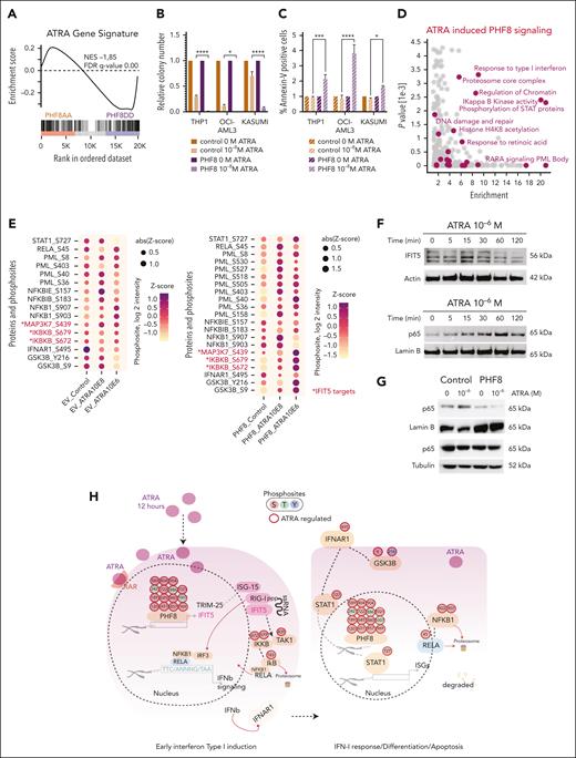 Pharmacological mediated phosphorylation of PHF8 orchestrates cell-intrinsic immune response in human AML. (A) Barcode plot showing GSEA of ATRA gene signature. (B) Bar charts illustrating the impact of ATRA treatment on human AML cells. It displays normalized colony numbers of THP1 cells transduced with empty vector (EV) (control) or PHF8 wt (PHF8) and treated with ATRA (12 hours) at the indicated concentration (10–8 M). Nontreated cells were taken as the reference for each group. Error bars are representative of 4 independent experiments. Tukey multiple comparison test (2-way ANOVA, ∗P < .01; ∗∗∗∗P < .0001). (C) Bar charts display normalized percentage of Annexin-V–positive cells after flow cytometry analysis. Nontreated cells were taken as the reference for each group. Error bars indicate standard deviation of 4 independent experiments. Tukey multiple comparison test (2-way ANOVA, ∗P < .03; ∗∗∗P < .0005; ∗∗∗∗P < .0001). (D) Scatterplot showing enriched GO terms of significantly regulated phosphoproteins in THP1 PHF8 cells upon 12 hours of ATRA treatment (10–8 M). Changes of phosphoproteins were compared with the unchanged phosphoproteome in the data set based on GO, KEGG, and keyword terms; y-axis shows the negative log of P value obtained from the Fisher exact test. (E) Dot plot showing changes in phosphosites of displayed proteins (12 hours of ATRA) in THP1 cells transduced with EV or PHF8 (PHF8). Red color and asterisk highlight specific IFIT5 targets. (ANOVA test permutation-based FDR <0.05). Sizes and colors of the dots are proportional to the averaged phosphosite intensity, z score (log2 intensity; n = 4 biological replicates per group). (F) Representative western blot analyses of time-course experiments (n = 3) after treatment with indicated ATRA concentration. Actin was used as a loading control for total extract and Lamin B1 for nuclear extract of THP1 cells expressing PHF8. (G) Western blot analysis of NF-κB (p65) protein levels (12 hours of ATRA) in nuclear (Lamin B1 loading control) and cytosolic (tubulin loading control) extracts of THP1 cells (n = 3). Cells were transduced with EV (control) or PHF8 wt (PHF8). (H) Phosphoproteome map of early IFN-I response and apoptosis in PHF8 AML cells after ATRA stimulation. Significantly regulated phosphoresidues are depicted on proteins participating in the process (n = 4 biological replicates per group; 1-way ANOVA, permutation-based FDR <0.05). Arrows indicate protein-protein interactions and phosphorylation events curated from experimentally defined databases. GSEA, gene set enrichment analysis; RELA, REL-associated; S, serine; T, threonine; Y, tyrosine.
