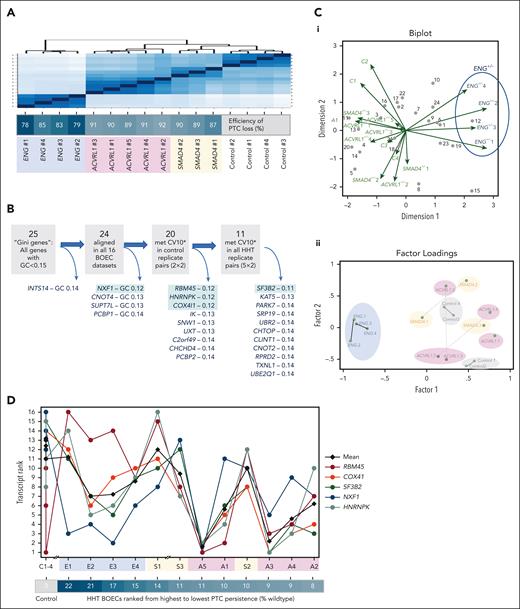 PTC sequence and endothelial contexts. As for other figures, ACVRL1+/− is highlighted in pink/purple; ENG+/− in blue, and SMAD4+/− in orange. (A) Unsupervised Euclidean distance analyses for the 16 BOEC RNA sequencing data sets: note efficiency of PTC loss was not associated with the differences identified by the initial global expression profiles. (B) BOEC expression of the 25 lowest Gini coefficient genes61,62 (GC < 0.15) with GC < 0.13 genes highlighted in green (details in supplemental Table 2; supplemental Figure 8). (C) Unsupervised analyses of the 24 BOEC-expressed GINI genes ranked in 16 BOEC cultures. (i) Multivariate analysis of genes (observations, gray dots) across the BOECs (variables, green arrows). Note demarcation of the 4 ENG+/PTC BOEC cultures. (ii) Principal factor analysis on 16 BOEC data sets using ranks of the 24 GINI genes. The 15 retained factors and 120 evaluated parameters again distinguished the ENG+/PTC BOEC cultures (blue) from ACVRL1+/PTC (pink); SMAD4+/PTC (orange); and control BOECs (gray). (D) Respective ranks of the 5 lowest GC genes (highlighted green in panel B) across BOEC cultures ranked by % PTC persistence and genotype (C: control, E: ENG+/PTC, S: SMAD4+/PTC, A: ACVRL1+/PTC). Note switch between 14% and 11% persistence for NXF1 (blue) and RBM45 (brown). Two-way analysis of variance (ANOVA) data are presented in supplemental Table 7.