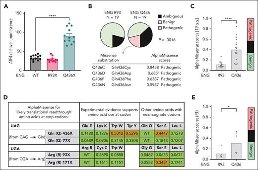 ENG 436X and ENG 93X comparisons. (A) ATF4::nanoLuc reporter system to detect induction of the ISR/eIF2α activation, using ATF4 expression as an ISR readout.67P value calculated by Dunn's test after Kruskal-Wallis test. Shown are results from 3 biological replicate transfections on separate days, each with 4 technical replicates. ∗∗∗∗P < .001. (B-E) Analysis of benign (green), ambiguous (blue in panels B,C,E; brown in panel D) and pathogenic (red) missense substitution predictions by AlphaMissense. (B) Comparison of benign/ambiguous/pathogenic predictions for all 19 alternative amino acids at ENG R93 and ENG R436. Identity and metrics for all predicted pathogenic missense substitutions are shown. P value calculated by Fisher's exact test. (C) Distribution of AlphaMissense metrics for all 19 possible substitutions at ENG R93 and Q436, ∗∗∗∗P < .001 calculated by Mann-Whitney U test. (D) AlphaMissense predictions for the amino acids most likely to be substituted if translational (ribosomal) readthrough occurs at R93X and Q436X. Displayed are the stop codon sequences, the specific amino acids encoded by near-cognate codons distinguishing those with experimental evidence, and the AlphaMissense pathogenicity scores and predictions. (E) Comparison of AlphaMissense metrics for the amino acids most likely to be substituted if translational (ribosomal) readthrough occurs at ENG R93 and Q436; ∗P < .05 calculated by Mann-Whitney U test. RLU, relative luminescence units.