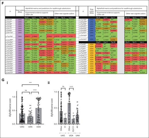 Broader pathogenic ENG PTC variant considerations. For color codes, ENG protein domains (A) are colored as in Figure 5 and AlphaMissense74 predictions as benign (green), ambiguous (black in panels B-C; and brown in panel F), and pathogenic (red). For stop codon origins in panels E-F, these are colored purple (TAG/UAG); blue (TAA/UAA), or orange (TGA/UGA). (A) Distribution of the 2018 HHT mutation database–listed nonsense variants. Note that all were located between exons 2 and 13 of the 15 exon gene; variants were similarly spread between codons in the 4 protein domains, but the 3 most common variants (Q77X, R93X, and R171X) were all in the OR2 domain (Figure 5A; supplemental Figure 11). Amino acids flanking the domain junctions, and the PTC-distal site of intermolecular dimerization at C582 are also shown. (B) Comparison of AlphaMissense predictions for all 19 alternate amino acids at each nonsense codon site, categorized by protein domain. P value calculated by Fisher's exact test. (C) Comparison of AlphaMissense metrics for all 19 alternate amino acids at each nonsense codon site, categorized by most common (Q77X, R93X, and R171X) vs other (n = 44) HHT causal nonsense variants. P value calculated by Mann-Whitney U test. Note, paucity of pathogenic predictions for Q77X, R93X, and R171X. (D) Distribution of AlphaMissense pathogenicity scores categorized by common (Q77X, R93X, and R171X) vs other (n = 44) stop codons. ∗∗∗∗P < .0001 calculated by Dunn's test after Kruskal-Wallis test. (E) Genetic code indicating the 12 nonsense source codons in the HHT series, and the 3 resultant nonsense mutant codons. For further detail see supplemental Table 9A. (F) AlphaMissense predictions for the amino acids most likely to be substituted if translational (ribosomal) readthrough occurs, by stop codon type. For further detail see supplemental Table 8B. (G) AlphaMissense predictions for the amino acids most likely to be substituted if translational (ribosomal) readthrough occurs, by stop codon type. (i) All stop codons; and (ii) subcategorizing by more common variants (Q77X, R93X, and R171X). ∗∗∗∗P < .0001 and ∗∗∗P < .001 calculated by Dunn's test after Kruskal-Wallis test.