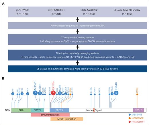Workflow for NBN-targeted sequencing in pediatric patients with B-ALL. (A) CONSORT diagram of COG and St. Jude patients included in this study. (B) Protein domain plot of NBN (NM_002485): FHA, BRCT I and II, MRE11 and ATM interaction site (NBS1C), SP100 interaction site, and MTOR interaction site. The upper panel shows the amino acid substitutions predicted to result from the germ line NBN variants identified in this study. The numbers in circles indicate the number of patients that harbor the NBN variant of interest. BRCT, breast cancer C-terminus domain; FHA, forkhead-associated domain; MTOR, mechanistic target of rapamycin kinase; SNV, single nucleotide variant; SP100, SP100 nuclear antigen.