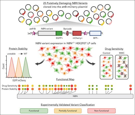 Experimental design for NBN variant functional characterization. Parallel NBN variant characterization was done using the engineered NBN−/− HEK293T LP cell line model. First, the 25 variants of interest were fused to EGPF, tagged with a unique barcode sequence, and cloned in the attB-mCherry recombination plasmid. Next, NBN variants were introduced into the attP/attB recombination site in NBN−/− HEK293T LP cells. Cells with successful recombination were identified as mCherry+/BFP− population in flow cytometry. Finally, NBN variant expressing cells were subjected to 2 different types of phenotyping to determine their effect on (1) NBN variant protein stability or (2) NBN variant MMC sensitivity in vitro. NBN protein stability was quantified by the fluorescence intensity of the EGFP-fusion protein and normalized to the co-translationally expressed mCherry fluorescence signal (EGFP:mCherry ratio). Unstable variants resulted in decreased EGFP expression and thus a low EGFP:mCherry ratio, as illustrated by the red-colored histogram. Drug sensitivity was determined by the change in NBN variant frequency after MMC exposure. Damaging variants resulted in the loss of NBN signaling during MMC-induced DNA-damage repair. This led to reduced cell survival and thus under-representation of the respective variants after MMC treatment, which was quantified by targeted sequencing of the barcode region. Finally, protein stability and MMC drug sensitivity were both considered for NBN variant classification. BFP, blue fluorescent protein; EGPF, enhanced green fluorescent protein; MMC, mitomycin C.