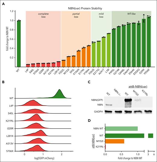 NBN variant protein stability screen. (A) Presentation of the fold change of NBN variant EGFP:mCherry ratio compared with WT NBN as quantified by flow cytometry: complete loss <0.1, partial loss 0.1 to 0.5, mild loss 0.5 to 0.8, WT-like >0.8. The results are presented as the mean of 3 independent experiments ± standard deviation. (B) The pattern of EGFP:mCherry distribution in unstable NBN variants (red) compared with WT NBN (green). Each histogram was generated from ∼4000 NBN (WT or variant) expressing cells. (C) Western blot analysis of NBN (WT or variant) protein expression level. Lanes 1 to 2 show the absence of WT NBN protein expression in NBN−/− HEK293T LP cells (lane 2) compared with WT HEK293T LP cells (lane 1). Lanes 3 to 5 depict NBN (WT or variant) protein levels after reexpression in NBN−/− HEK293T LP cells. Successfully recombined cells were identified as mCherry+/BFP− population and separated by flow cytometry before protein extraction and western blot analysis. The EGFP-fusion protein resulted in a slight increase in the molecular weight. (D) Relative NBN variant expression level compared with WT NBN expression as quantified using western blot.